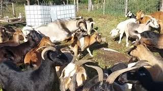 how we breed our kiko goats.