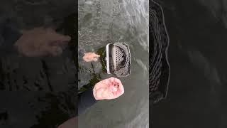 Дорогая находка #подводныйкоп #находка #золото #кольцо