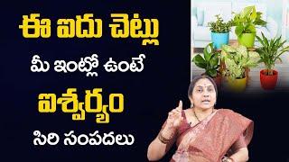 Top 5 Lucky Plants for Home | Lucky Plants For Home | Vastu Plants In Home | Nittala Kiranmayi