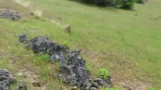 200-Pound Boulder Takes Out Oak Tree!