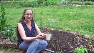 Planting tomatoes