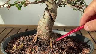 Create new bonsai nebari. Force your bonsai to form a new root base. Easy technique for a bonsaitree