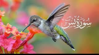 Surah yasin full talawat in Arabic best voice