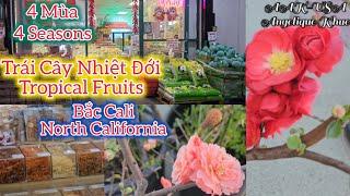 Trái Cây Nhiệt Đới 4Mùa &các Món VN ở Bắc Cali.Tropical Fruits 4Seasons &Vietnamese food North CA.