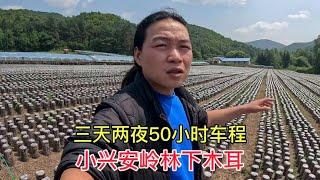 50小时车程到达小兴安岭，大山深处路尽头，无网电种木耳靠天吃饭