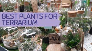 Best Plants For TERRARIUM | Glass TERRARIUM ideas | Terrarium Plant Haul