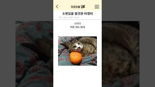 소변길을 발견한 아깽이 수술 기록..