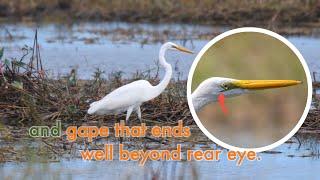 {ENG} How to Identify Egrets | Cattle, Little, Intermediate and Great Egret