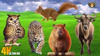 Best Animal Videos: Owl, Leopard, Capybara, Wildebeest, Squirrel - Animal Sounds