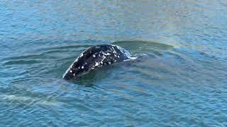 A whale INSIDE the harbor in Morro bay!