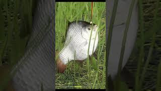 Трофей карася на фидер. озеро Комариное, Русская рыбалка 4 #shorts #fishing #gaming #рыбалка #rf4