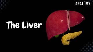 Liver Anatomy (Function, Topography, External Structures, Ligaments)