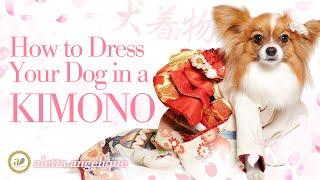 How to wear a dog's kimono 【made by aletta angelique JAPAN】