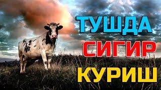 Туш табири - Тушда сигир куриш