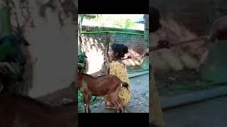 SHEMAROO TV sk  comedy video #comedy  ll