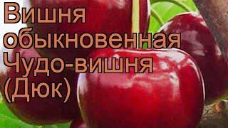 Вишня обыкновенная Чудо-вишня (Дюк)  обзор: как сажать, саженцы вишни Чудо-вишня (Дюк)