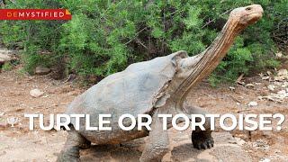 DEMYSTIFIED: What’s the Difference Between a Turtle and a Tortoise? | Encyclopaedia Britannica