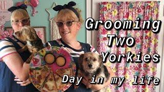 Grooming two Yorkies | Day in my life | Princess Tessa