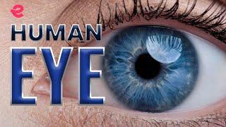 Different Parts of the Human Eye | Extraclass.com