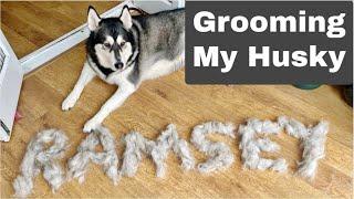Grooming My Husky