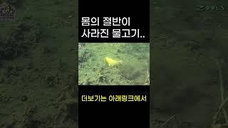 물고기판 워킹데드..
