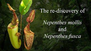 The re-discovery of Nepenthes mollis and Nepenthes fusca