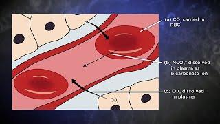 Why Water Is Essential for Life  Biochemistry and Molecular Biology  How Life Works