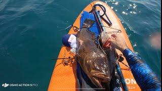 Tsoor Hartov Spearfishing Israel 5.10.2024 2 groupers