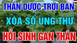 5 Cây Thuốc Quý Trong Vườn Chữa Bệnh Cực Đỉnh, Ngăn Ngừa U.ng T.hư, Gan Thận Yếu Mấy Cũng Hồi Sinh