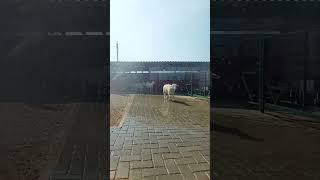 Освежающий душ для Белых Дорперов/ Refreshing shower for White Dorpers