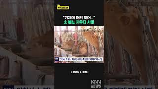 소 분뇨 치우던 60대..축산용 기계 끼여 #shorts