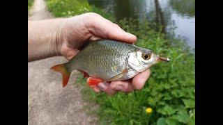 Micro Jigging How to Catch Everything in The Canal