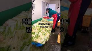 포기는 배추 셀때나 하는거라고 배웠어요 김장 500포기 올해도 성공