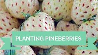 Planting Pineberries [white strawberries]