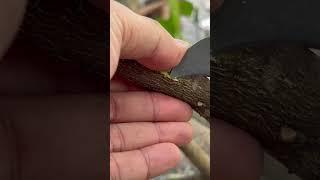 How to grafting Lemon trees. #grafting #shorts