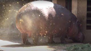 AMAZING HIPPO POOPING SPINNING TAIL ! ONE OF A KIND FOUNTAIN BURST OF EPIC PROPORTIONS !!!!!!!!!!!!!