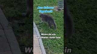 Kater Grisou und das Fan-Dilemma