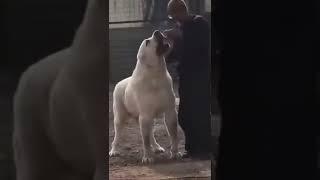 사람만한 댕댕이 밥주다가 일어난 일??!! #shorts