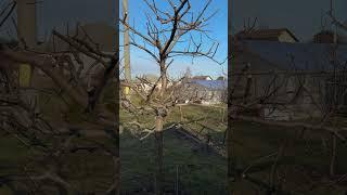 #shorts Обрезка плодовых деревьев Pruning tree