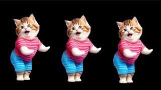 Cat videos funny dance Videos for catsv#funnycats #dancingcat #catlovers  @furry-cornerz