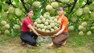 Harverst Custard Apple With My Sister (Phuong-Free Bushcraft) Go To Market Sell. Dang Tieu Huyen