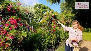 Rosen-Hochblüte & John Scarman Rosen im Landhaus Ettenbühl