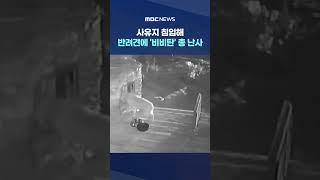 반려견에 '비비탄' 총 난사 #Shorts (MBC뉴스)
