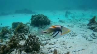 Snorkeling in Seychelles - La Digue - Anse Source D'Argent and Mahe - Baie Lazare