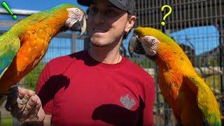 Parrot Body Language 101