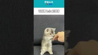 집사랑 장난치는 고양이 #kitty #고양이 #집사 #cute #아기고양이 #귀여운 #반려동물 #반려묘