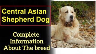 Central Asian Shepherd Dog. Pros and Cons, Price, How to choose, Facts, Care, History