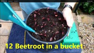 Twelve Beetroot growing in a small bucket, 'Start To Finish'  Grow 'Beet's' in Buckets.