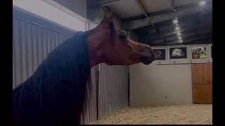 Arabian Horse Angry Sounds