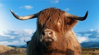 Highland Cattle - Scottish Highlands.